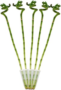 5er Set Glücksbambus 'Lucky Bamboo' - spiralförmig - im Röhrchen - Dracaena Sanderiana - ca. 40 cm hoch