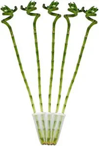5er Set Glücksbambus 'Lucky Bamboo' - spiralförmig - im Röhrchen - Dracaena Sanderiana - ca. 40 cm hoch