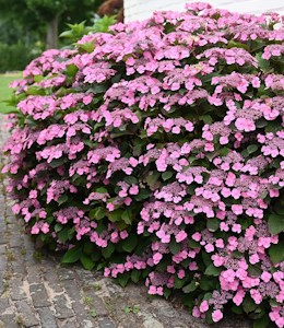 BALDUR Garten Hortensie 'Pink Lace',1 Pflanze, mehrjährig - winterhart, pflegeleicht, bienenfreundlich, buschiger reichblühender Wuchs, lange Blütenzeit, geeignet für Garten, Balkon und Terrasse
