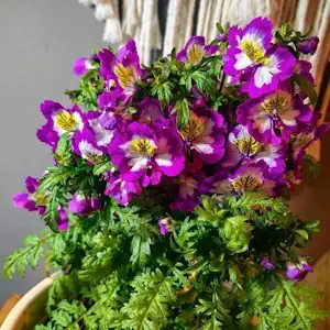 Bauernorchidee Samen - balkonpflanzen winterhart Schizanthus pinnatus - seltene samen hochbeet samen pflanzen für draußen winterhart blumenwiese samen winterharte pflanzen für garten 500pcs