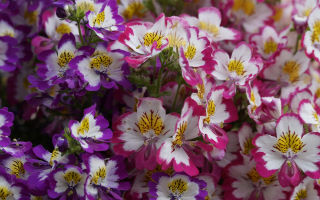 Bauernorchideen » besonders schöne Balkonblumen