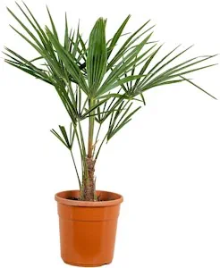 Bloomique - Trachycarpus Fortunei - Chinesische Hanfpalme - Palmen Winterhart Draußen - Höhe 70-80 cm - Topf 24 cm 