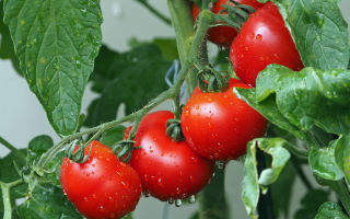 Braunfäule bei Tomatenpflanzen » was tun?
