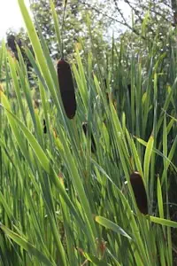 4er-Set im Gratis-Pflanzkorb - Typha latifolia - Breitblättriger Rohrkolben - Wasserpflanzen Wolff