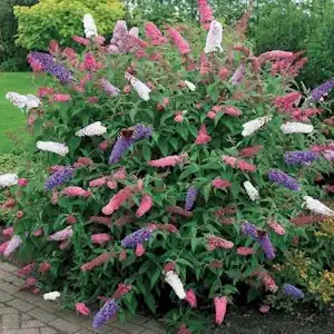1 x Buddleia dreifarbiger Schmetterlingsstrauch gemischte Farben gesunde Gartenpflanze im Topf 