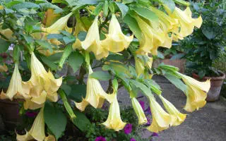 Gartenratgeber.com