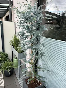 Eukalyptus `Silver Dollar´, Eucalypthus gunnii, aufrecht wachsend, 40-80cm im Topf 