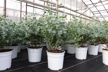 Eucalyptus Gunni Gunnii Busch Kugel Eukalyptusbaum, Höhe 45-55 cm Pflanze winterhart