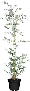 Eucalyptus gunnii 'Silver Dollar' 60-80 cm - Eukalyptus, silberblaue Blätter, ideal für Kübel und Rabatten, winterhart, pflegeleicht