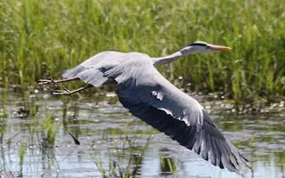 Teich vor Reiher schützen: Fischreiher vertreiben