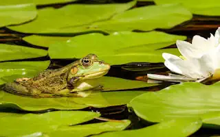 Froschfalle kaufen: Ein Leitfaden um den richtigen Froschfänger zu finden