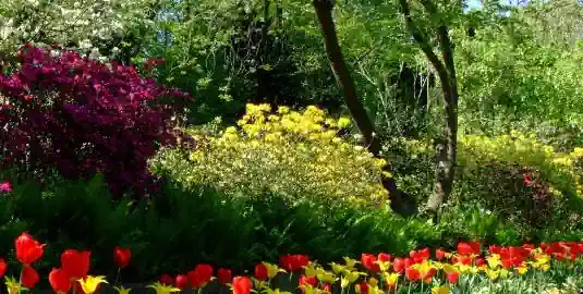 Pflanzen für Ihren Garten