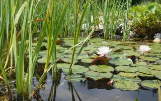 Gartenratgeber.com