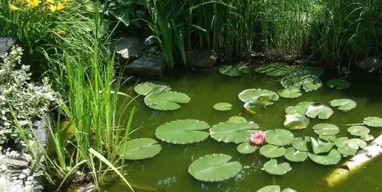 Gartengestaltung mit Wasser