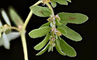 Gefleckte Wolfsmilch im Garten bekämpfen – so geht es