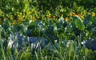 Gartenratgeber.com