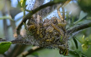 Gespinstmotte bekämpfen: Was tun gegen die ungebetenen Gäste im Garten?