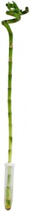 Glücksbambus 'Lucky Bamboo' - spiralförmig - im Röhrchen - Dracaena Sanderiana - ca. 40 cm hoch