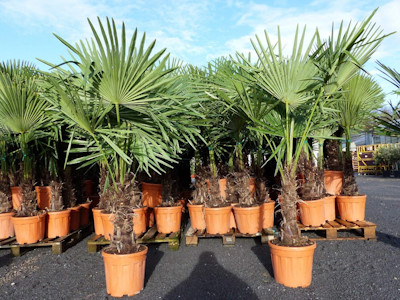 gruenwaren jakubik XXL Palme winterhart 140-170 cm Trachycarpus fortunei, Hanfpalme, Top-Qualität - Jetzt bei Amazon kaufen*