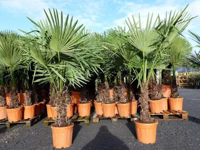 gruenwaren jakubik XXL Palme winterhart 140-170 cm Trachycarpus fortunei, Hanfpalme, Top-Qualität