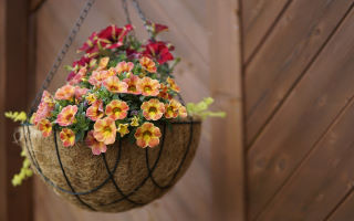 Hanging Basket richtig bepflanzen