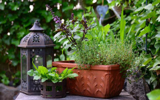 Heilkräuter im Garten anpflanzen » Die Kraft der Natur nutzen