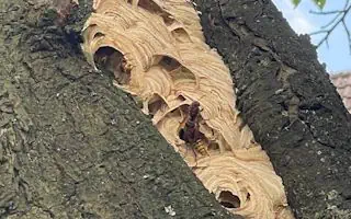 Hornissen vertreiben - so klappt es Hornissennest entfernen?