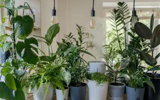Der Indoor Garden: Ein umfassender Leitfaden für den erfolgreichen Anbau von Pflanzen im Innenbereich