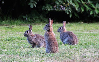 Kaninchen vertreiben – wirksame Methoden zur Abwehr von Kaninchen im Garten