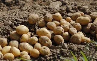 Gartenratgeber.com