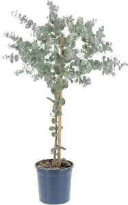 KENTIS - Eucalyptus Gunnii - Eukalyptusbaum - Resistente echte Outdoor-Pflanze - Anti-Mücken-Gartenpflanze - Hoch 70-80 Topf Ø 15 cm