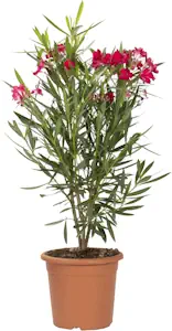 KENTIS - Nerium Oleander Rot Winterharte Pflanzen für Garten - Blühende Heckenpflanzen für Balkon und Terrasse - H 40/50 cm Topf Ø 18 cm