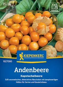 Kiepenkerl Andenbeerensamen Kapstachelbeere 1027080 – süß- aromatisch - dekoratives Naschobst - lampionartige Hüllen - Saatgut, Samen Gemüse, Pflanzensamen