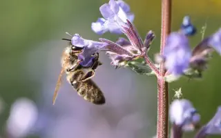 Gartenratgeber.com