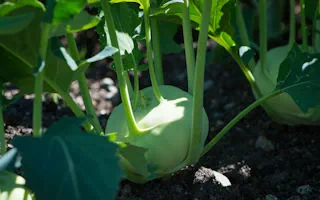 ‎Kohlrabi pflanzen – Anleitung und Tipps