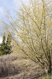 Cornus mas C 5 60-100 Kornelkirsche,winterhart, deutsche Baumschulqualität, im Topf für optimales anwachsen