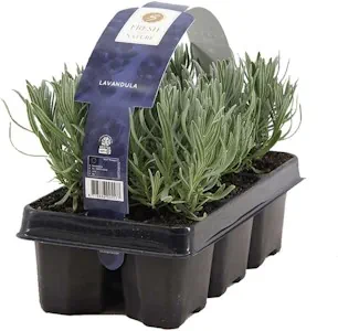 2x 6er-Pack - Lavandula Angustifolia - Lavendel - Strauch - Winterhart – ⌀15-20 cm