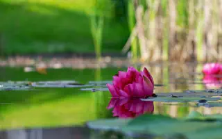 Wie Sie einen Lehmteich selber bauen