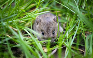 Wie kann ich Mäuse im Garten vertreiben? Einfache Tipps und Tricks