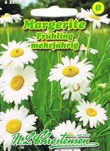 Margerite Frühling weiß 'Chrysantemum leucanthemum' mehrjährig Staude