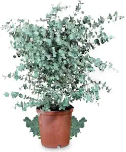 Meine Orangerie Eukalyptus Baum | Eucalyptus gunnii 'Silverdrop' | Winterharte Eukalyptus Pflanze echt | Schöne Garten und Balkon Pflanze im 12l Topf