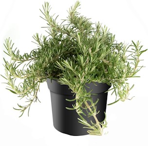 mgc24 Hängender Rosmarin, Rosmarinus prostratus, frische Gärtnerqualität, mediterran, Küchenkräuter im 14er Topf, winterhart, mehrjährig, perfekt für den Kräutergarten, 1 Pflanze