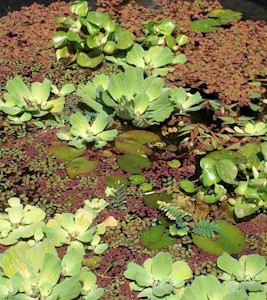Mühlan Wasserpflanzen 20 Schwimmpflanzen 4 Sorten für Gartenteich  - Jetzt bei Amazon kaufen*