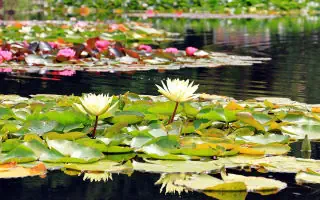 Gartenratgeber.com