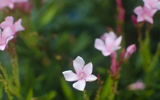 Oleander überwintern – Tipps und Tricks für eine erfolgreiche Pflege im Winterquartier