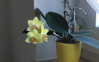 Orchideen richtig gießen » so geht es korrekt