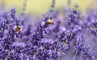 Gartenratgeber.com