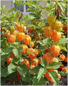 Physalis peruviana - Kapstachelbeere - Andenbeere - 20 Samen