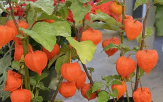 Gartenratgeber.com