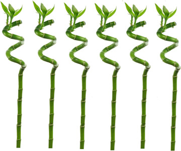 Plant in a Box - Dracaena sanderiana - 6er Set - Lucky Bamboo - Glücksbambus pflanze echt - Höhe 40-50cm
